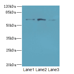 SCARA3 / APC7 Antibody
