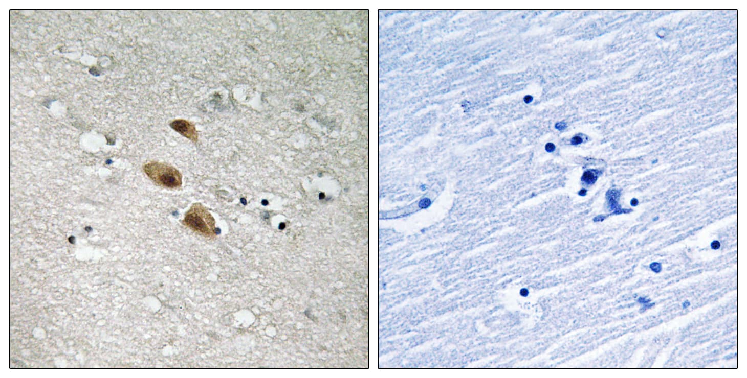 IRF3 Antibody (aa352-401)