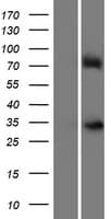 ZFP42 / REX-1 Protein (Over-Expression Lysate Myc-DDK (Flag))