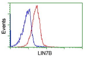 Monoclonal Mouse anti-Human LIN7B Antibody (clone OTI1D12, IF, WB)