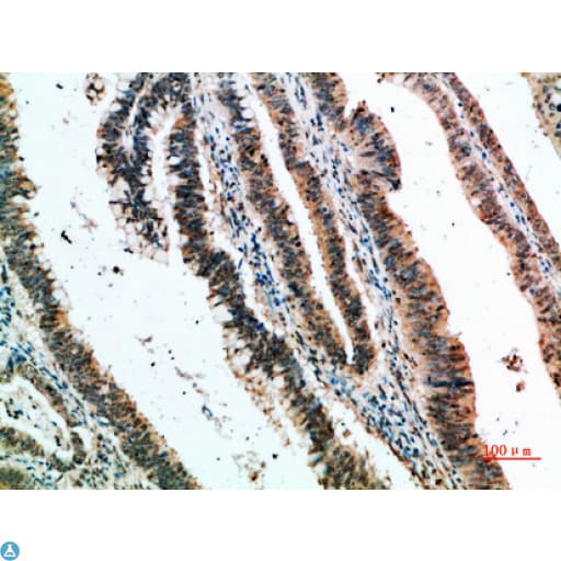 CLECSF6 / DCIR Antibody