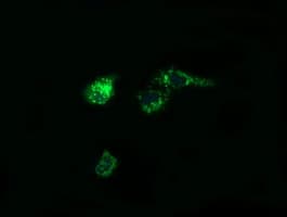 PTGES2 Antibody (clone OTI2C3)