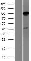 OTUD7A Protein (Over-Expression Lysate Myc-DDK (Flag))