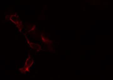 BLNK Antibody