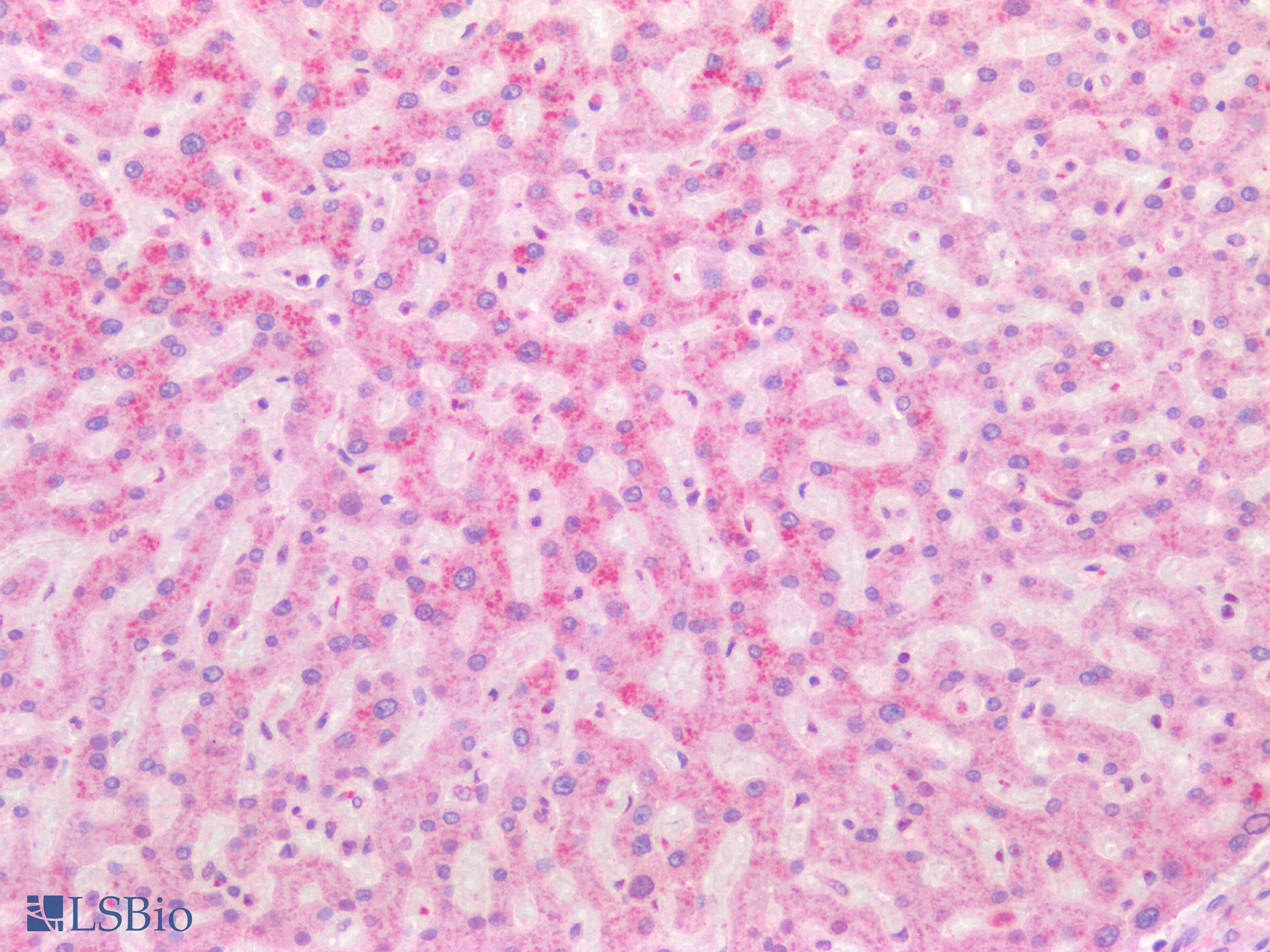 IHC-plus™ ISG15 Antibody