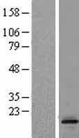 LTC4S / LTC4 Synthase Protein (Over-Expression Lysate Myc-DDK (Flag))