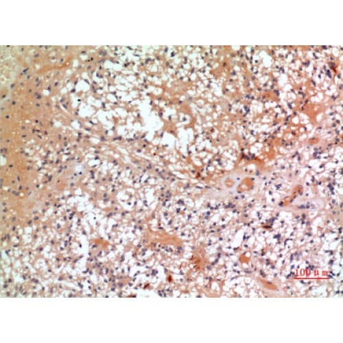 CMTM6 / CKLFSF6 Antibody (131-180 aa, C-terminal)