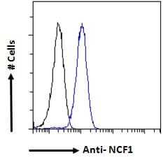 IHC-plus™ Polyclonal Goat anti-Human NCF1 / p47phox / p47 phox Antibody (aa378-390, IHC, IF, WB)
