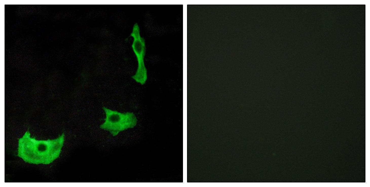 GPR17 Antibody