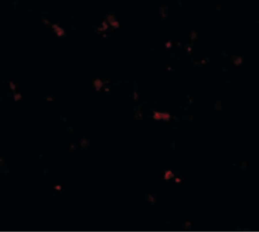 TMEM173 / STING Antibody