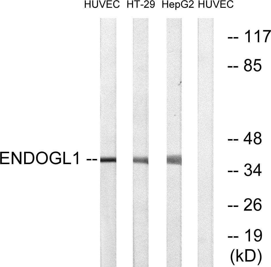 Polyclonal Rabbit anti-Human EXOG / ENDOGL1 Antibody (WB)