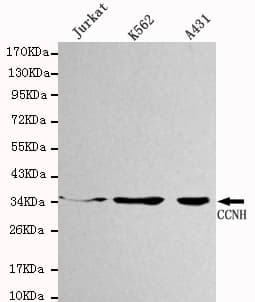 CCNH / Cyclin H Antibody