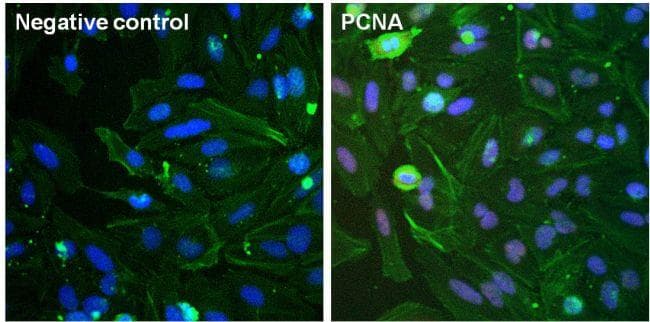Polyclonal Goat Anti-Mouse IgG Secondary Antibody (DY650, IHC, IF, WB)
