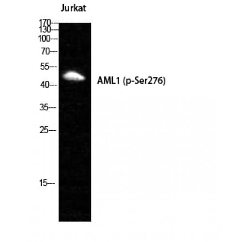 AML1 / RUNX1 Antibody (220-300 aa)