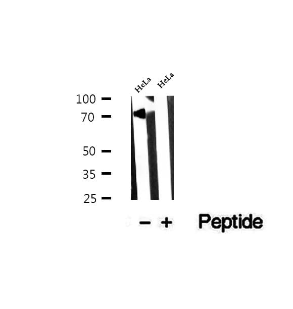 Polyclonal Rabbit anti-Human NUFIP1 / NUFIP Antibody (IHC, WB)