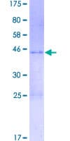 Human Hypothetical protein FLJ20464 (Recombinant GST)