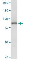 OSBP Antibody (clone 5A3)