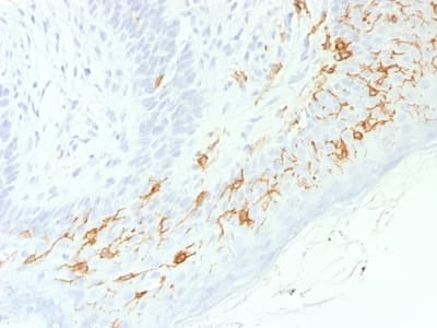 Recombinant Monoclonal Rabbit anti-Human CD1A Antibody (clone C1A/1506R, Azide-free,Carrier-free, IHC)