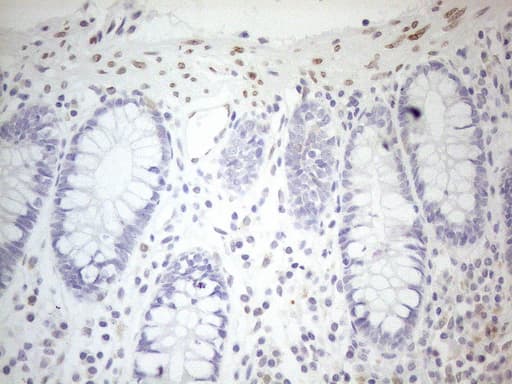 PELI1 / Pellino 1 Antibody (aa1-245, clone OTI13F8, Carrier-free)