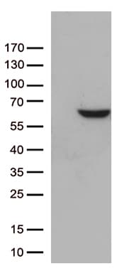 ZNF480 Antibody (clone OTI7H4)