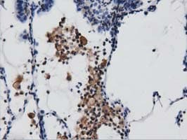 ARHGAP25 Antibody (clone OTI3H9)