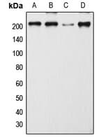 DEC-205 / CD205 / LY75 Antibody (Internal)