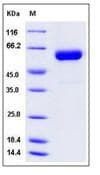 Mouse IFNA13 Protein (Recombinant Human IgG1 Fc, N-terminus)