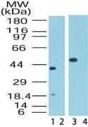 Polyclonal Rabbit anti-Human MAPKAP1 / MIP1 Antibody (aa85-102, WB)