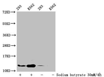 HIST1H4I Antibody