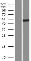 RGS11 Protein (Over-Expression Lysate Myc-DDK (Flag))