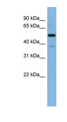 RBBP7 / RbAp46 Antibody (aa35-84)