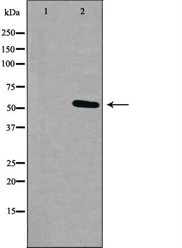 Polyclonal Rabbit anti-Human RXFP3 Antibody (IF, WB)