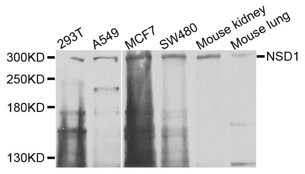 NSD1 Antibody