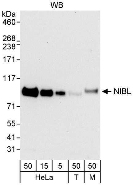 IHC-plus™ Polyclonal Rabbit anti-Human Niban-Like Protein 1 Antibody (aa683-733, IHC, WB)