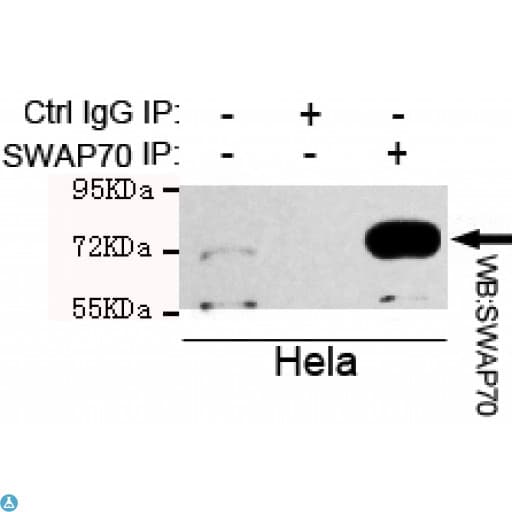 Monoclonal Mouse anti-Human SWAP70 Antibody (WB)