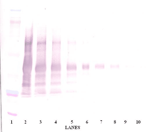 IHC-plus™ Leptin Antibody