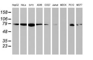NLN / Neurolysin Antibody (clone OTI2H1, Carrier-free)