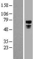 TFE3 Protein (Over-Expression Lysate Myc-DDK (Flag))