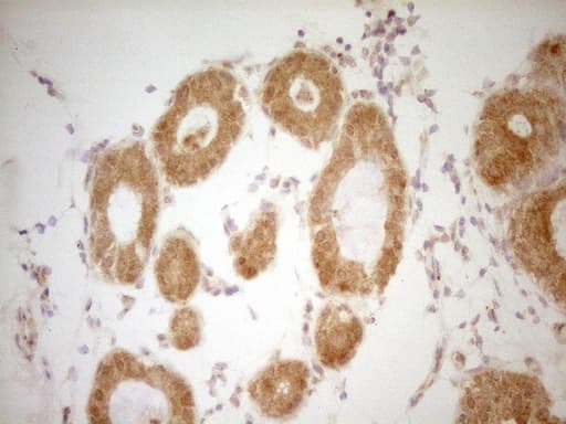 THRA / THR Alpha Antibody (aa1-220, clone OTI2A2)