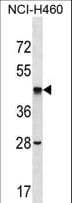 SEPT2 / Septin 2 Antibody (aa280-309)