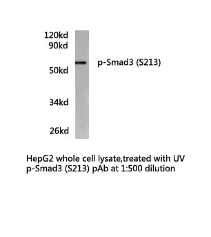 SMAD3 Antibody (phospho-Ser213)