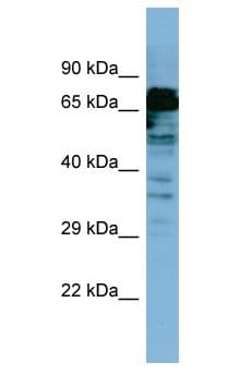 Polyclonal Rabbit anti-Human MYB / c-Myb Antibody (aa591-640, WB)
