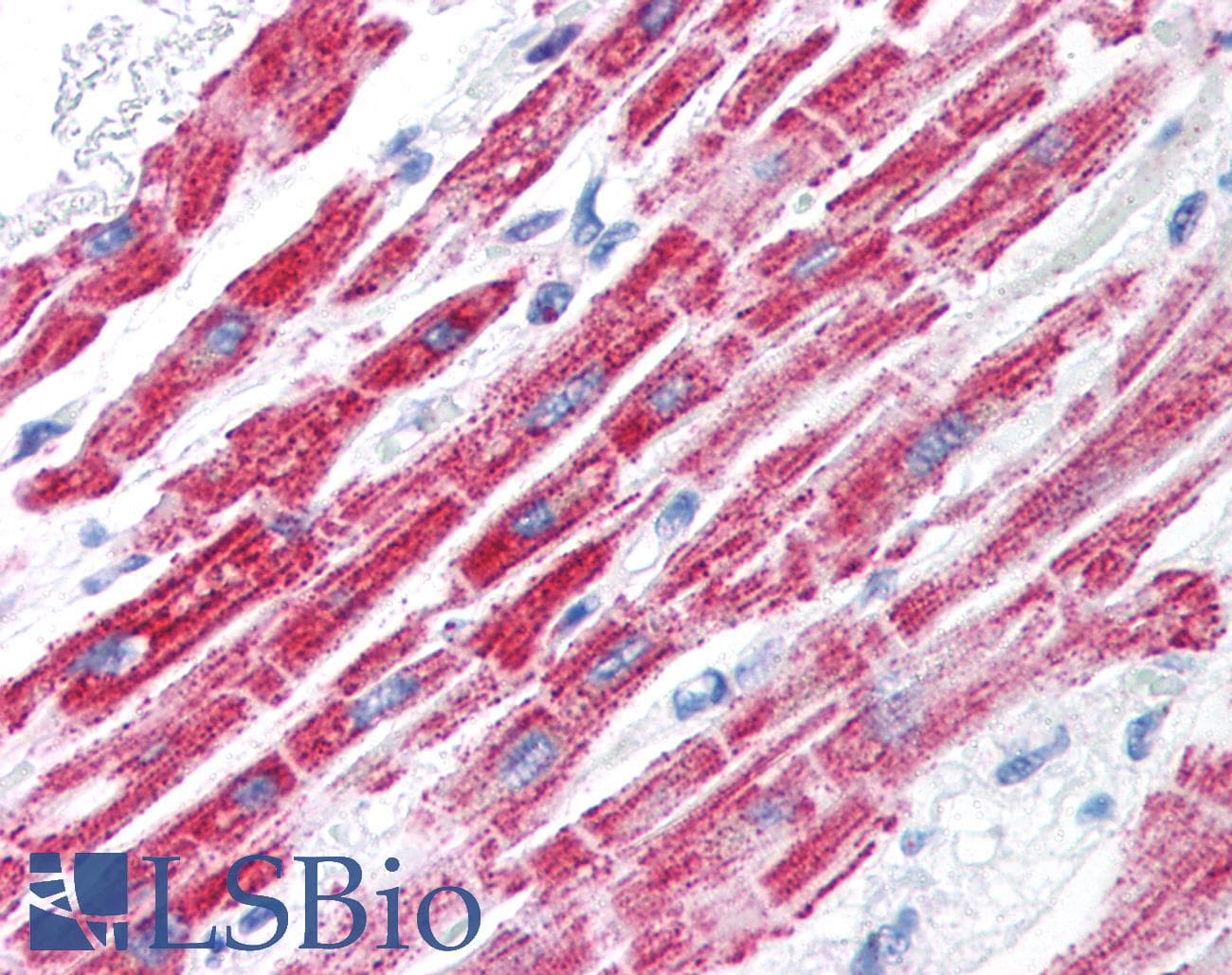 FOXA3 Antibody (aa201-250)