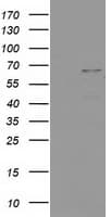 PTPN11 / SHP-2 / NS1 Antibody (clone OTI1F7)