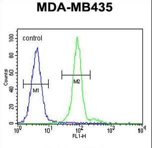 ALX4 Antibody (aa249-275)
