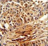 PIN1 Antibody (aa30-56)