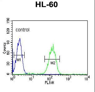 Polyclonal Rabbit anti-Human CA-VB / CA5B Antibody (aa253-283, IHC, WB)