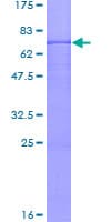 Human PER3 Protein (Recombinant GST)