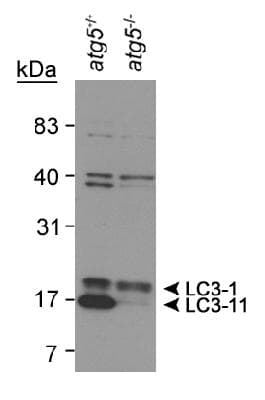 Polyclonal Rabbit anti-Human MAP1LC3B / LC3B Antibody (Biotin, aa1-100, IHC, WB)