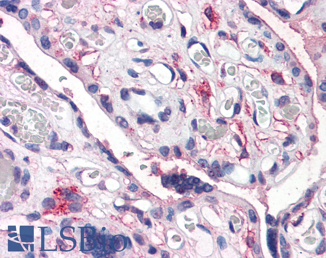 IHC-plus™ DPP4 / CD26 Antibody (Internal)